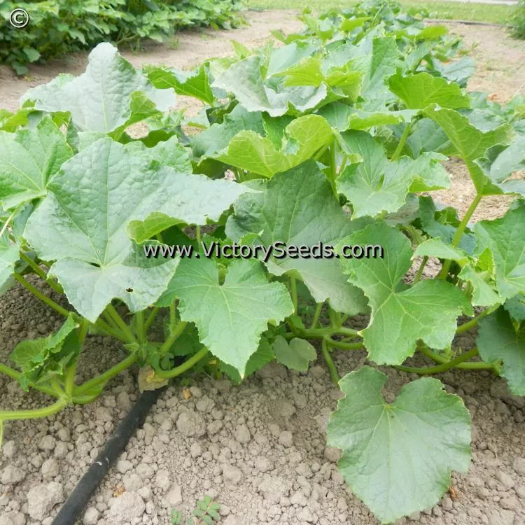 Lemon (Apple) Cucumber