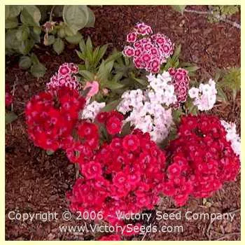 Sweet Williams Pinks