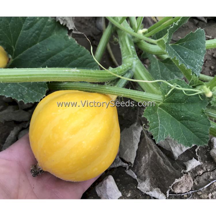 Lemon Summer Squash
