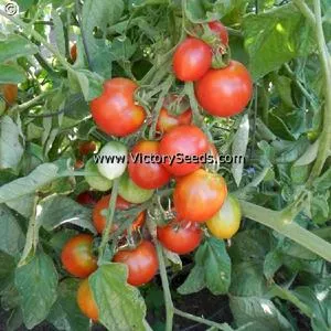 Glacier Tomato