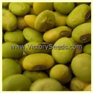 Saint Ita Soybean