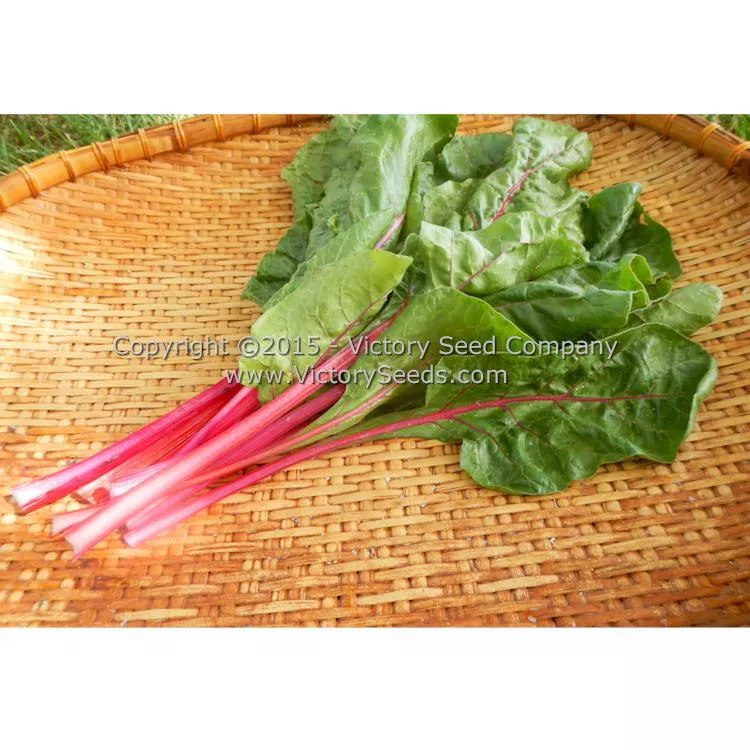Pink Lipstick Swiss Chard