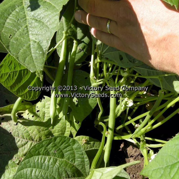 Blue Lake 274 Bush Green Garden Bean