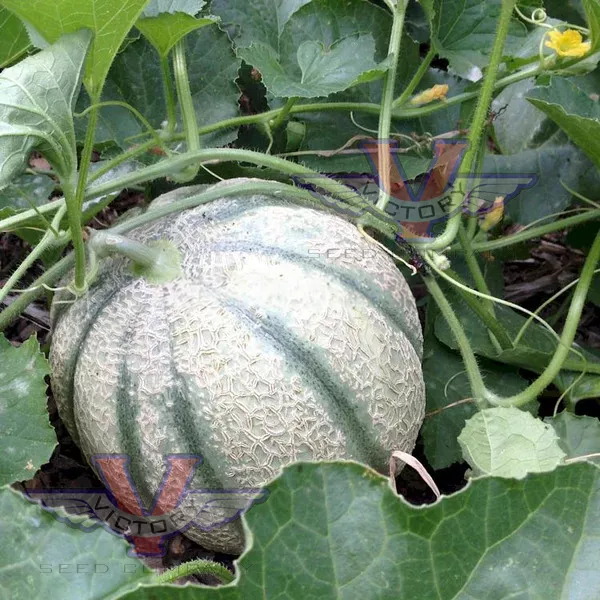 Iroquois Melon