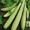 Armenian Pale Green Cucumber
