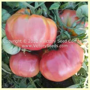Mexico Tomato