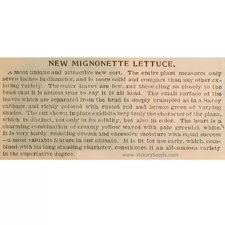 Bronze Mignonette Butterhead Lettuce
