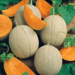 Hearts of Gold Melon