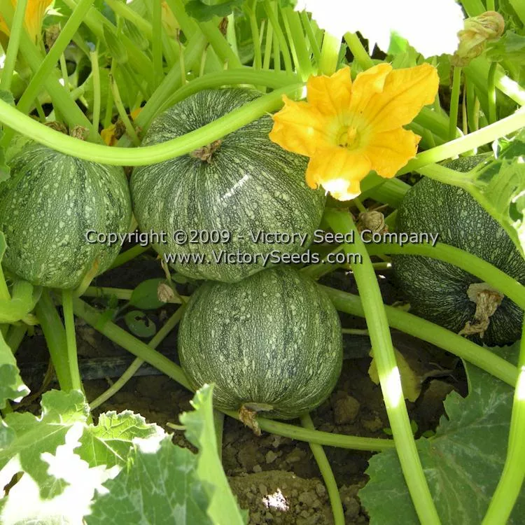 Round Zucchini Summer Squash