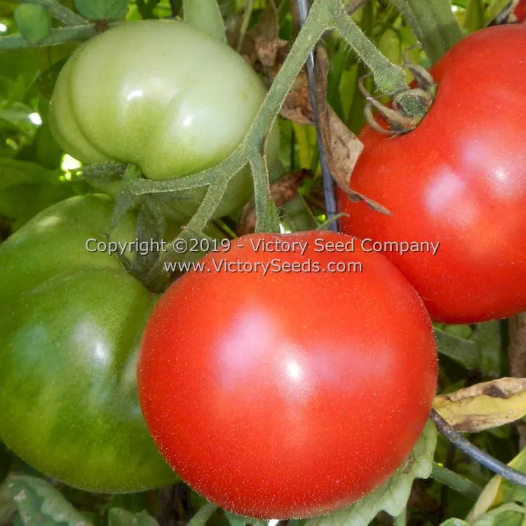 Michigan Red Wonder Tomato