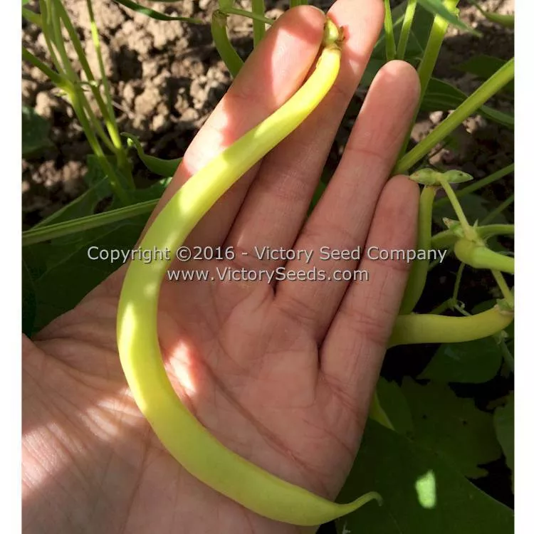 Pencil Pod Black Wax Garden Bean