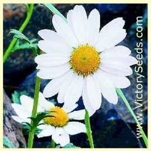 Daisy, Ox-Eye