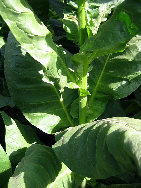 Corojo 99 Tobacco