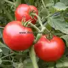 Gill's All Purpose Tomato