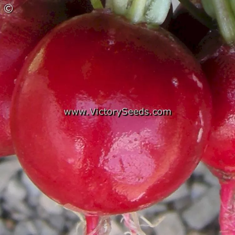 Champion Radish