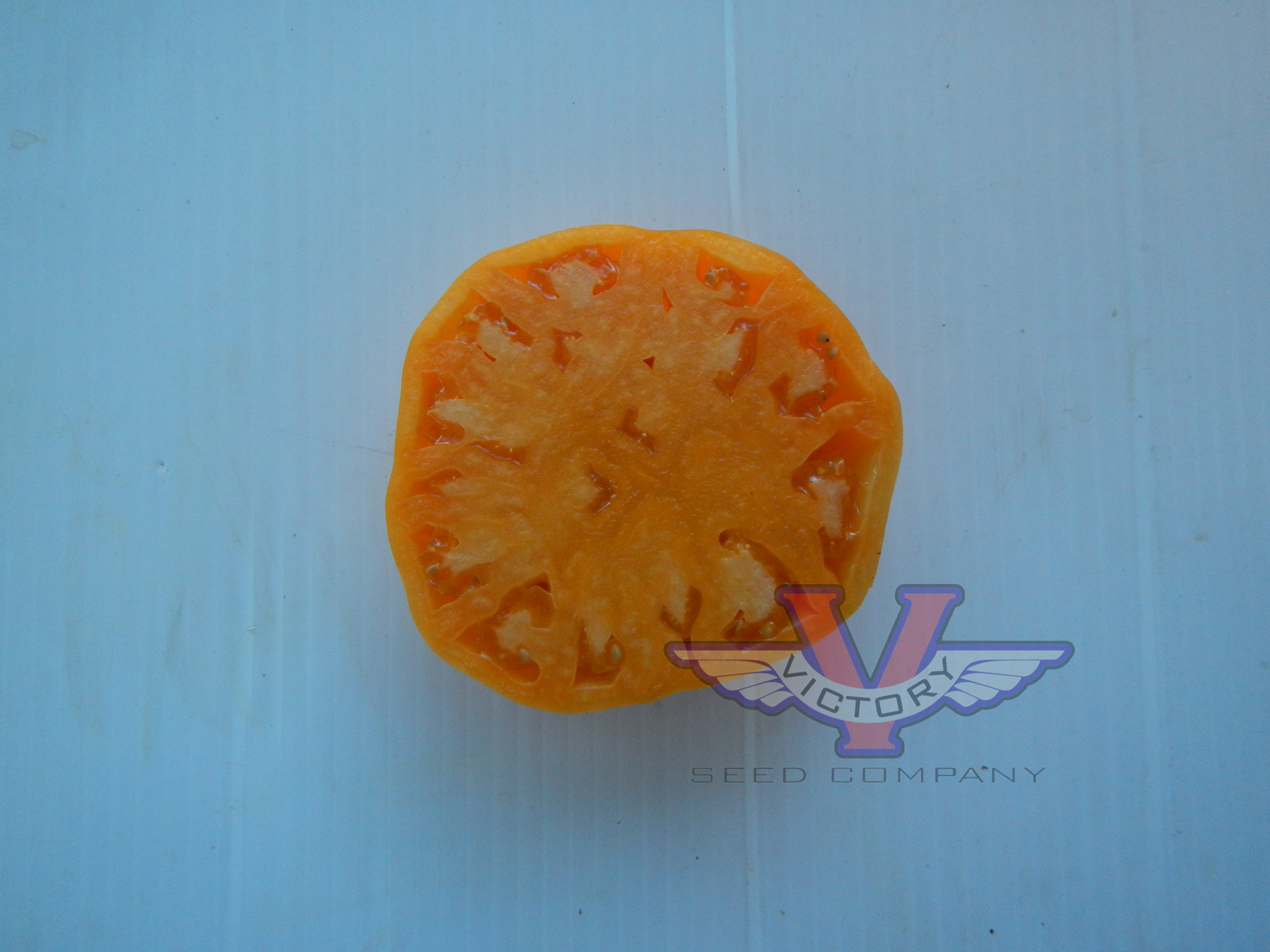 Potato Leaf Yellow Tomato