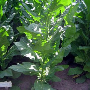 Corojo 99 Tobacco