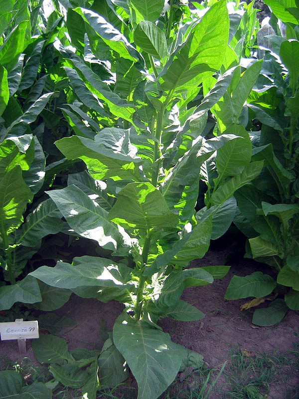 Corojo 99 Tobacco