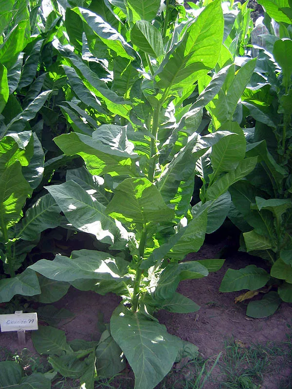 Corojo 99 Tobacco