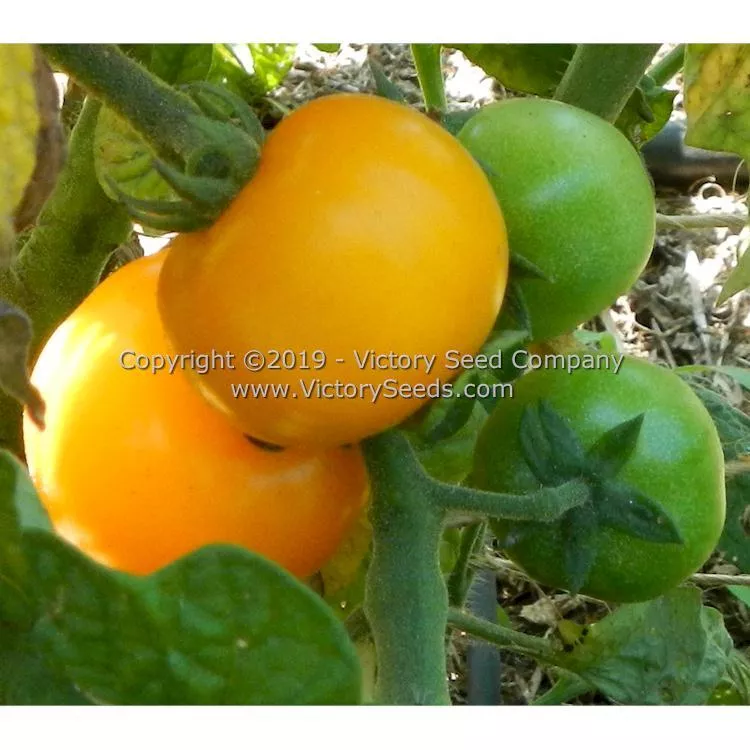 Dwarf Galen's Yellow Tomato