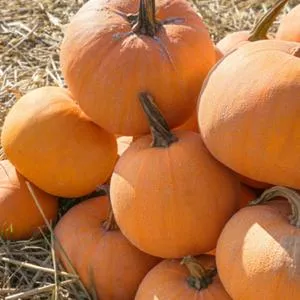 Winter Luxury Pie Pumpkin