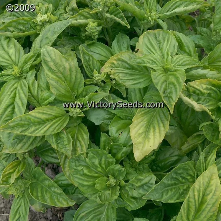 Basil, Lettuce Leaf