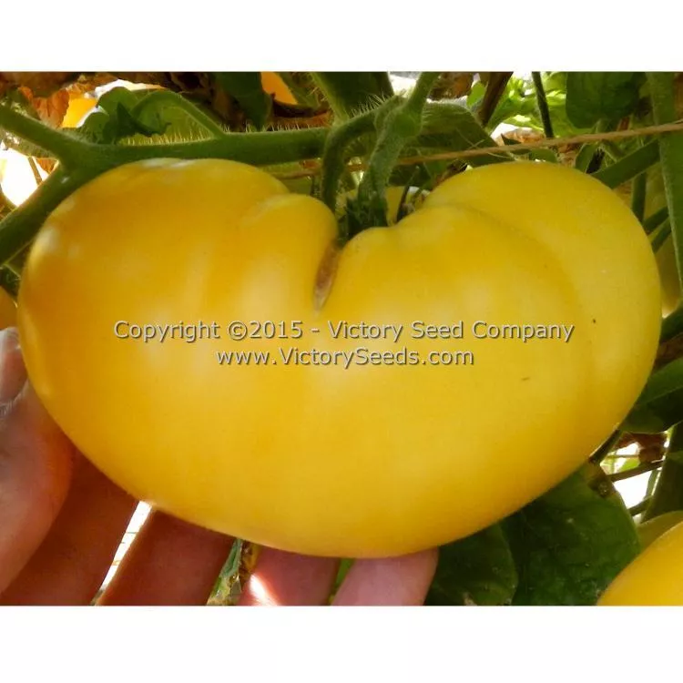 Summer Sweet Gold Tomato