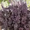 Basil, Dark Purple Opal