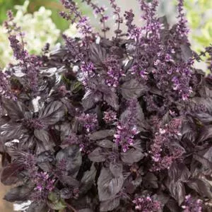 Basil, Dark Purple Opal