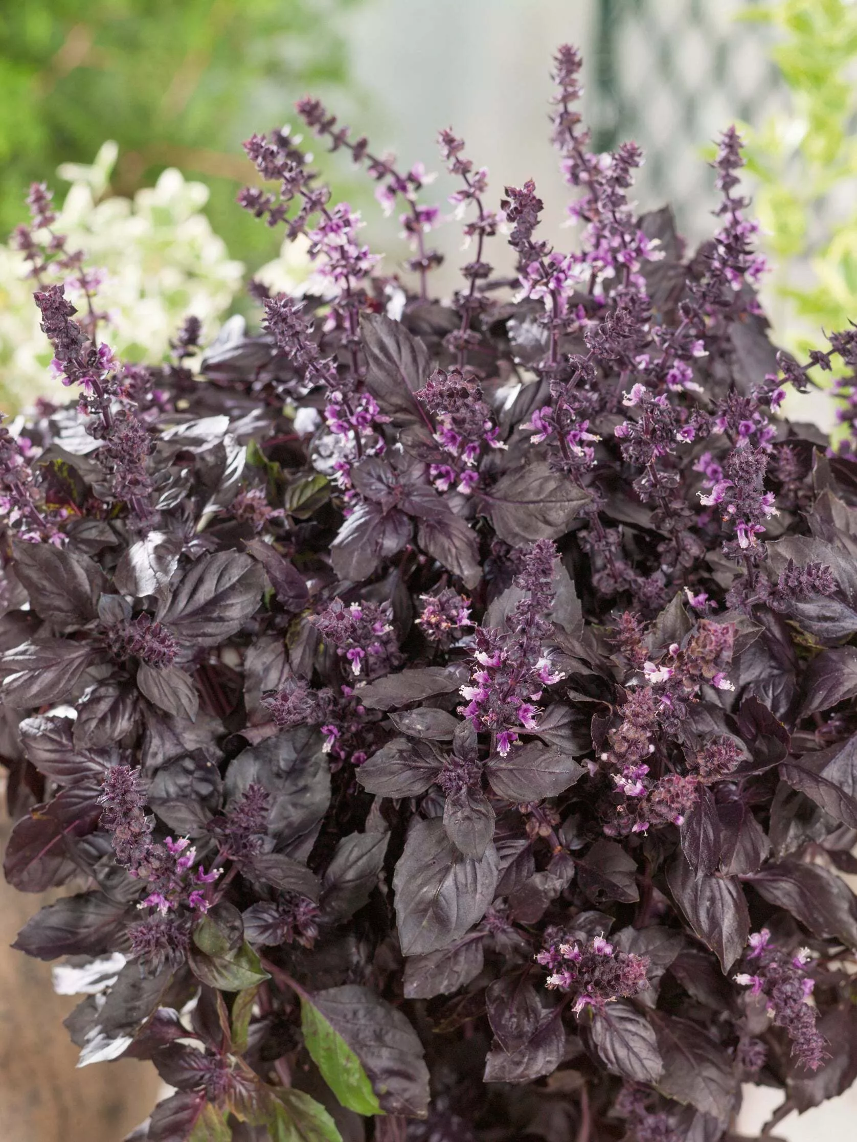 Basil, Dark Purple Opal