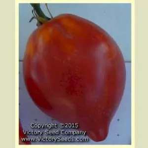 Dwarf Scarlet Heart Tomato