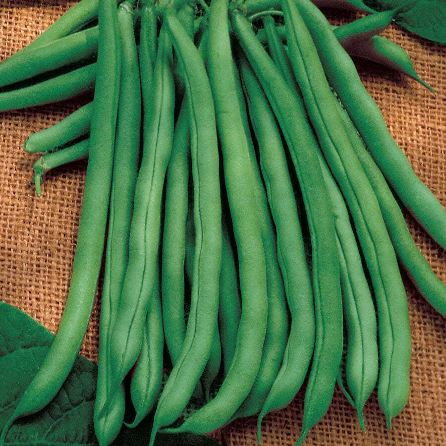 Blue Lake 274 Bush Green Garden Bean