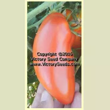 Opalka Tomato