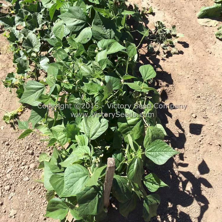 Provider Garden Bean