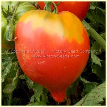 Cancelmo Family Heirloom Tomato