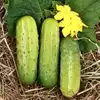 Calypso F1 Cucumber