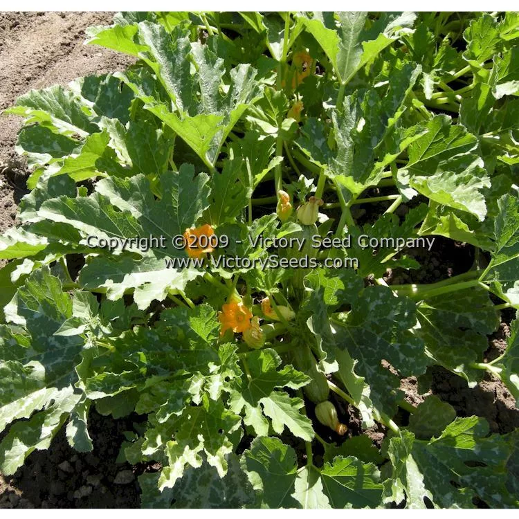 Grey Zucchini Summer Squash
