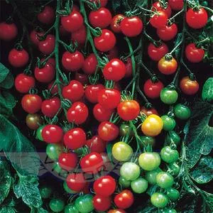 Super Sweet 100 F1 Tomato
