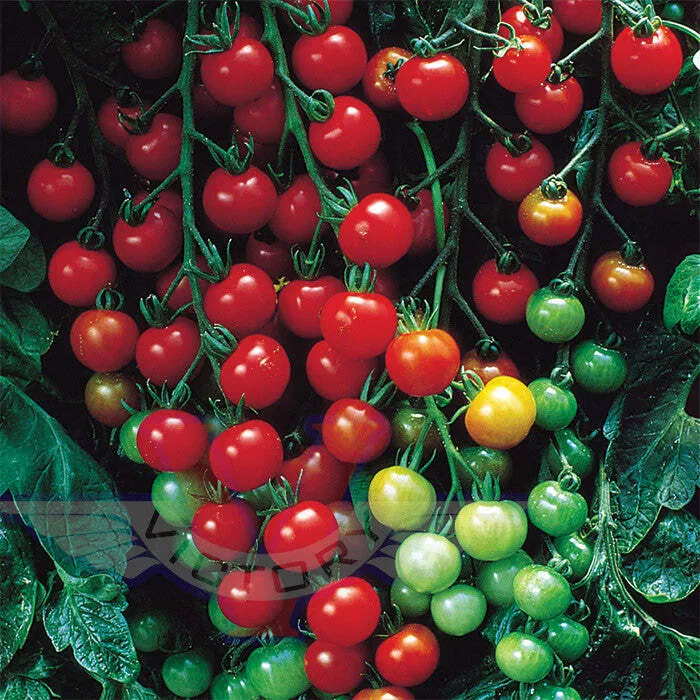 Super Sweet 100 F1 Tomato