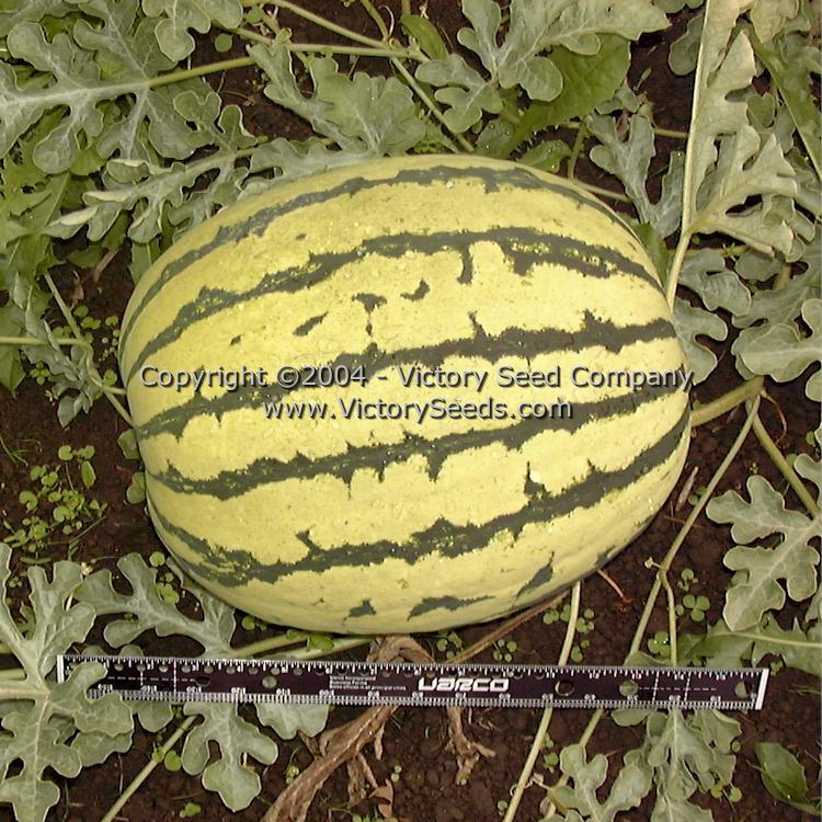 Dixie Queen Watermelon