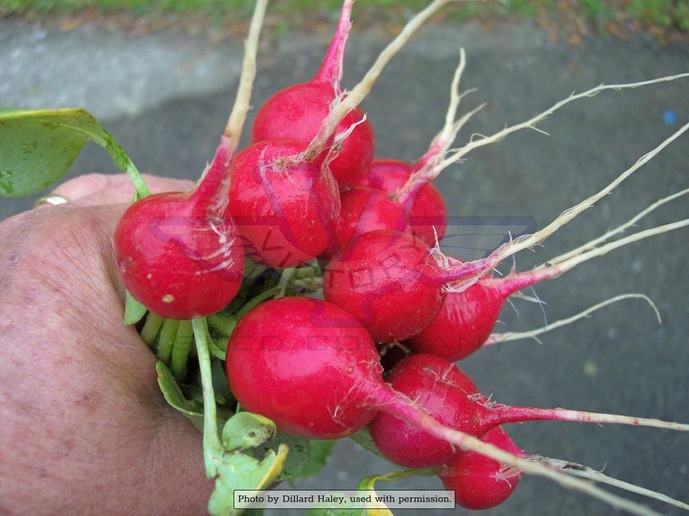 Early Scarlet Globe Radish