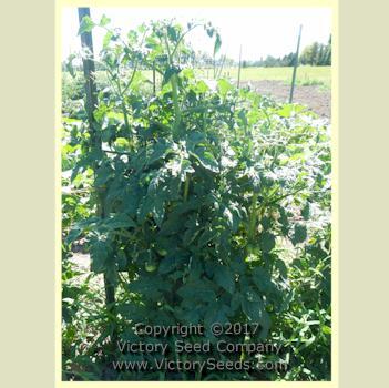 Dwarf Beauty King Tomato