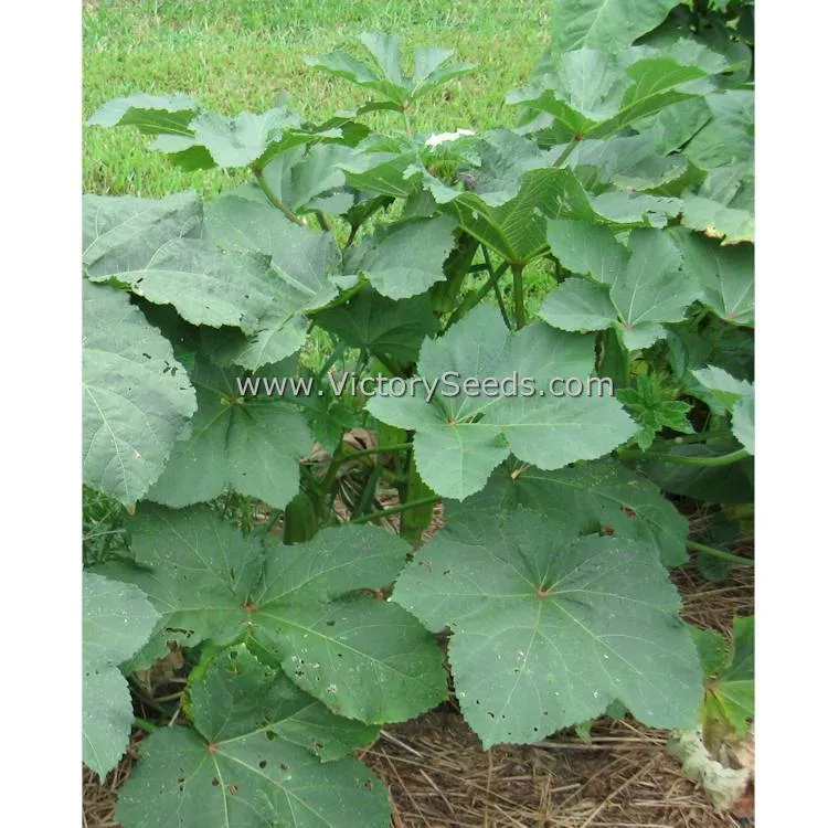 Chubby Okra