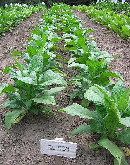 Gold Leaf 939 Tobacco