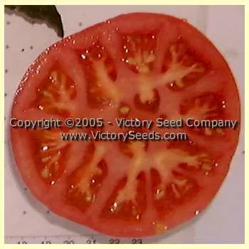 Redfield Beauty Tomato