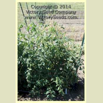 Lvinoe Serdtse Tomato