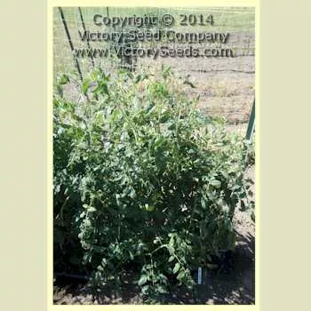Lvinoe Serdtse Tomato