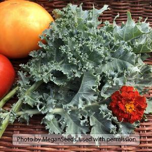 Dwarf Blue Curled Scotch Kale (Vates)