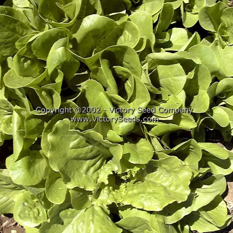 Winter Density Bibb-Romaine Lettuce