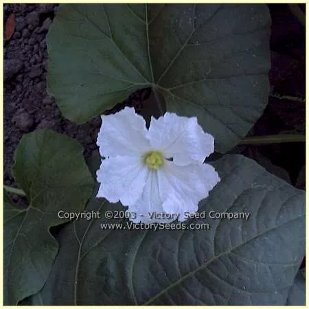 Cucuzzi Italian Edible Gourd